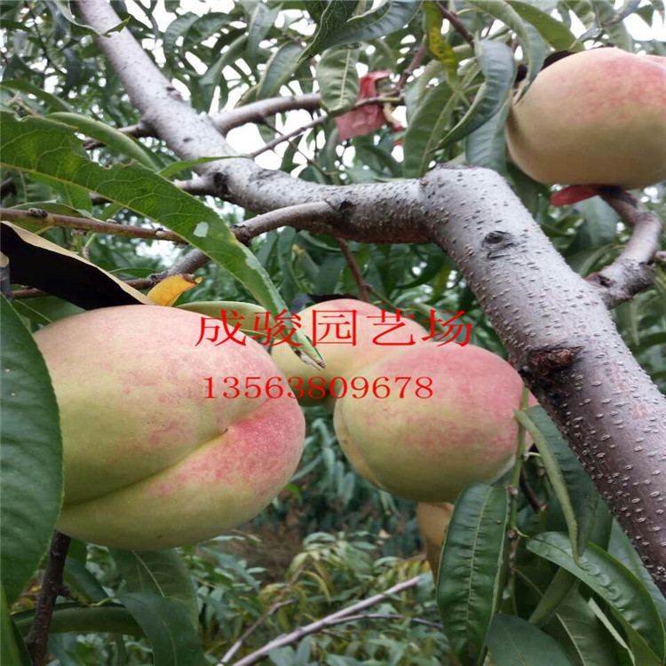 桃樹苗批發(fā)果樹苗嫁接桃樹苗新品種 映霜紅樹苗黃桃樹苗秋彤桃樹苗