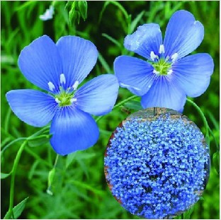 昭通油菜籽的種子價(jià)格