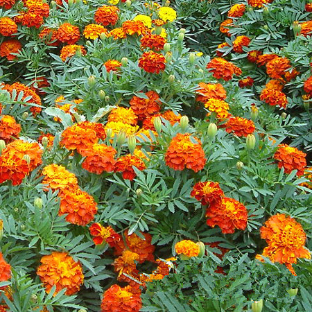 格桑花.粉色種植基地