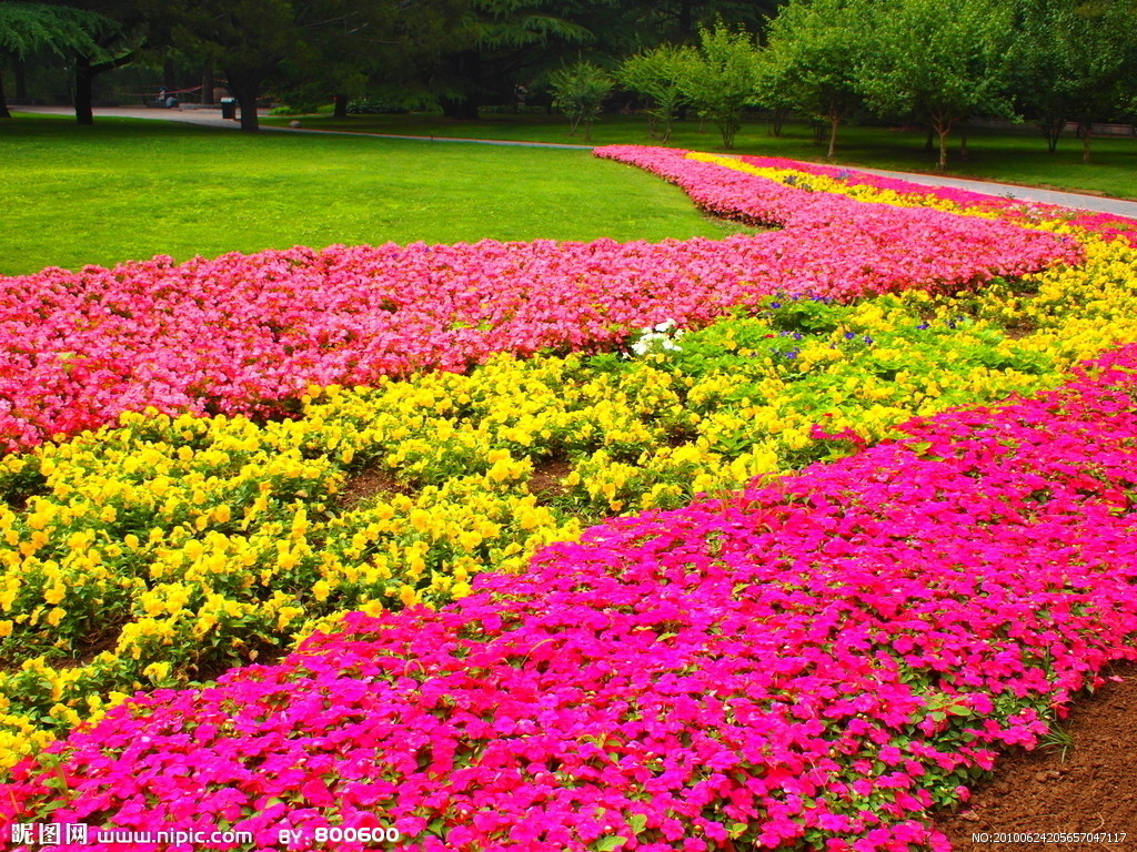 廣元紫色向日葵的種子價格