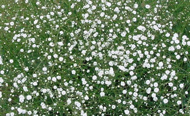 宿根福祿考什么季節(jié)播種