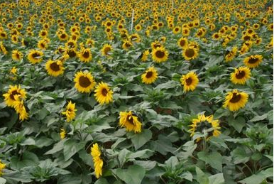 魯冰花.混色怎么種