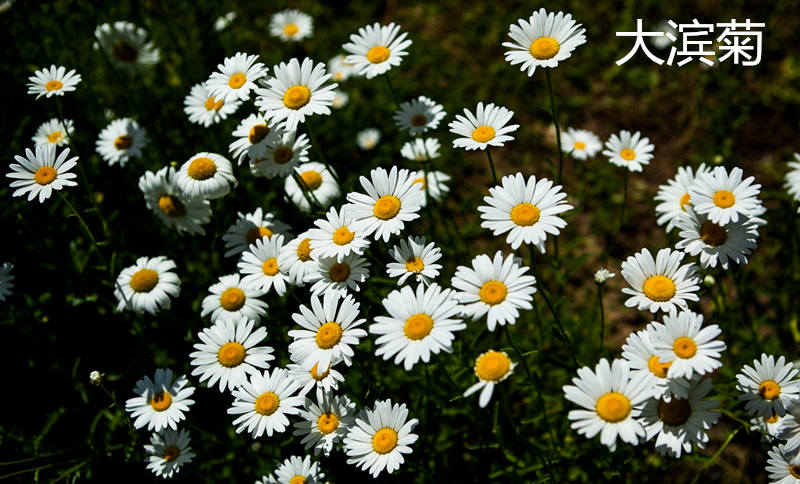 沂州*菊的種子價(jià)格