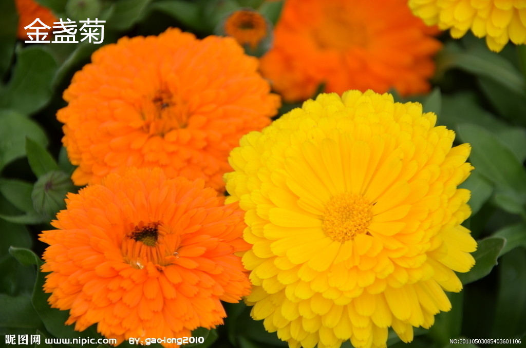 銅川松果菊的種子價格