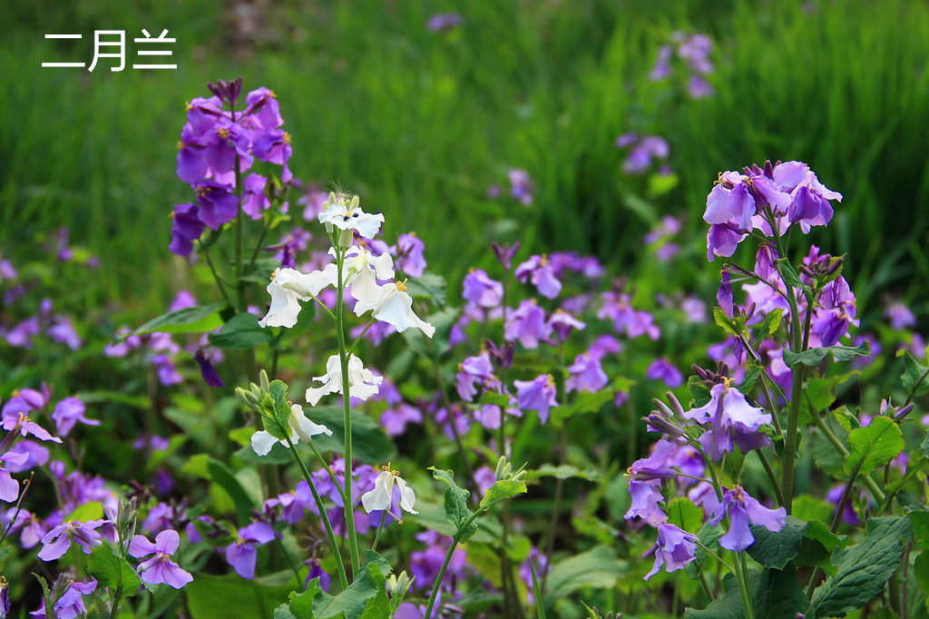 格?；?粉色種植基地