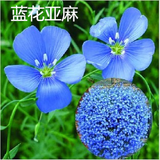 畢節(jié)百日草的種子價格