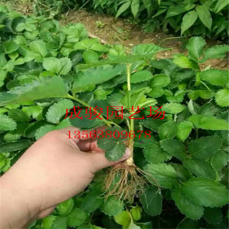 奶油草莓苗 山東奶油草莓苗 草莓苗批發(fā) 草莓苗供應商 草莓苗廠家