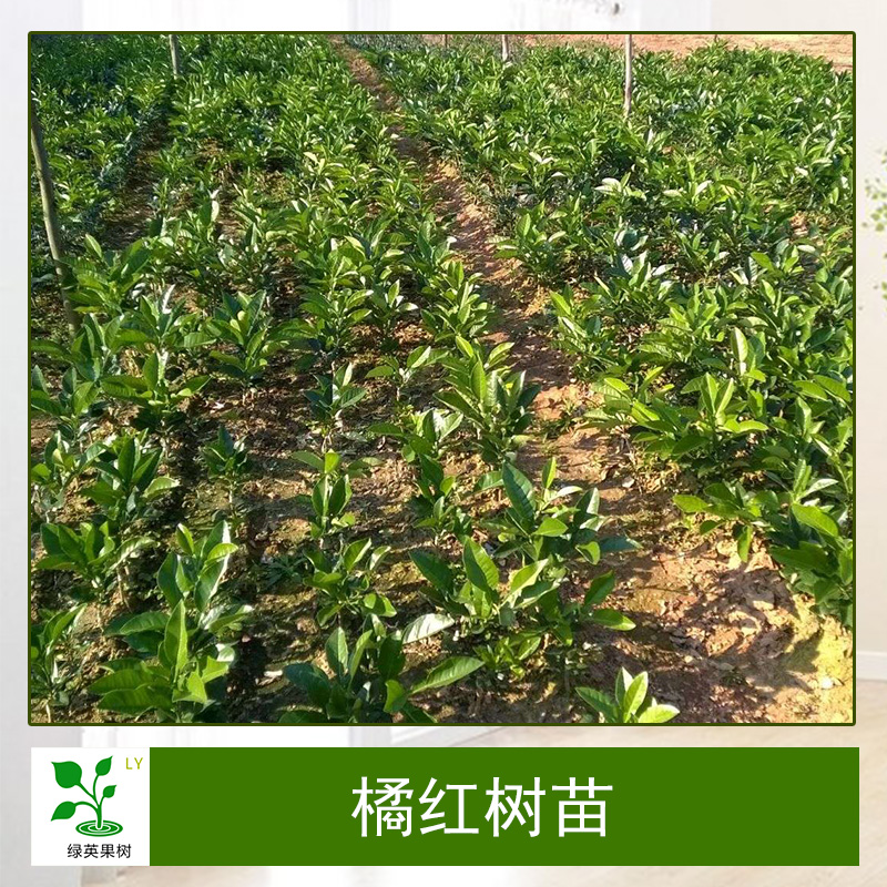 橘紅樹(shù)苗砂糖橘 脆皮金橘紅橙子嫁接苗果樹(shù)苗基地直銷