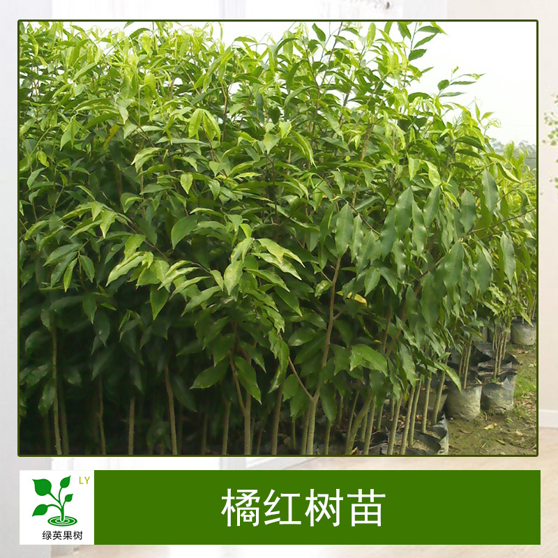 橘紅樹(shù)苗砂糖橘 脆皮金橘紅橙子嫁接苗果樹(shù)苗基地直銷