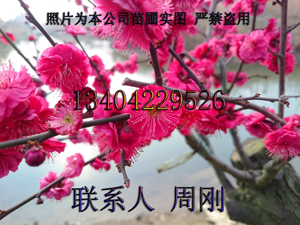 蘇州梅花樹(shù)種植基地、光福香雪海梅花、別墅綠化苗木、梅花樹(shù)苗圃、大型梅園基地