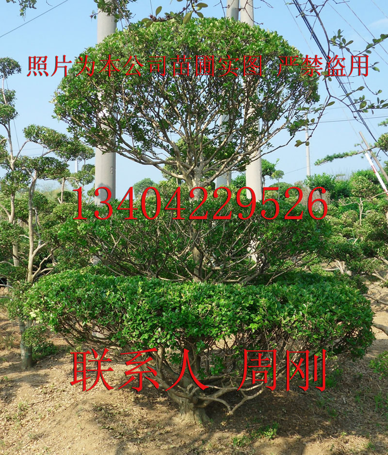 供應(yīng)造型黃楊批發(fā)、*造型黃楊樹(shù)基地、小葉黃楊樹(shù)盆景、蘇州苗圃基地
