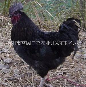 全國可發(fā)貨 五黑綠殼蛋雞苗  包打疫苗  提供養(yǎng)殖技術(shù)  量大價優(yōu)