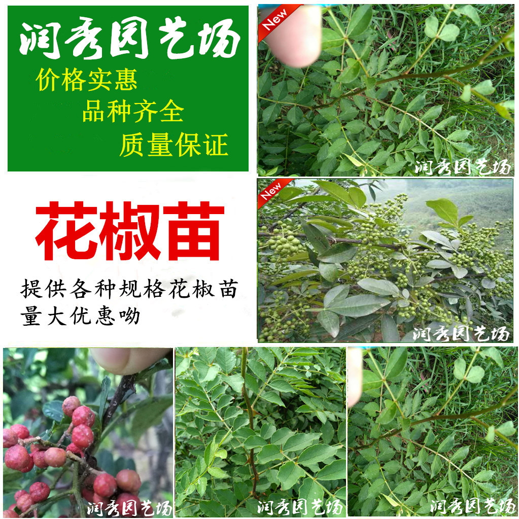 基地大量出售優(yōu)質(zhì)花椒苗，大紅袍花椒苗成活侓*格低
