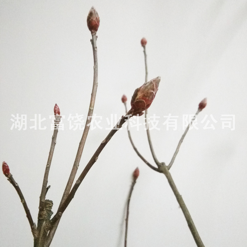鬧羊花苗 湖北黃*苗種植基地 湖北鬧羊花種苗批發(fā) 鬧羊花價格