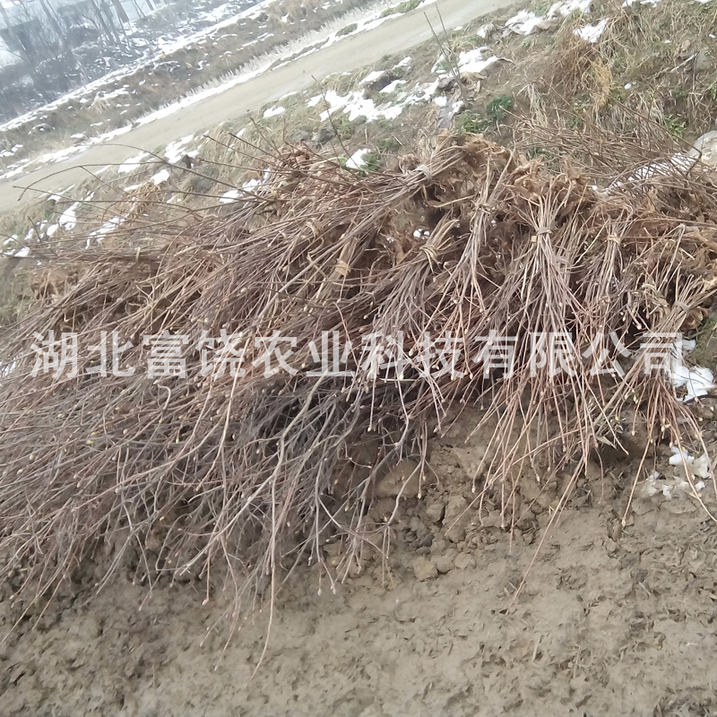 羊躑躅樹苗 云南黃*苗種植基地 云南鬧羊花種苗批發(fā) 鬧羊花價格