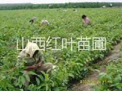 供應(yīng)絳縣核桃苗，山西核桃苗批發(fā)，山西核桃苗批發(fā)公司