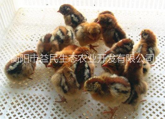 周期45-90天出欄 青腳麻雞苗  肉雞