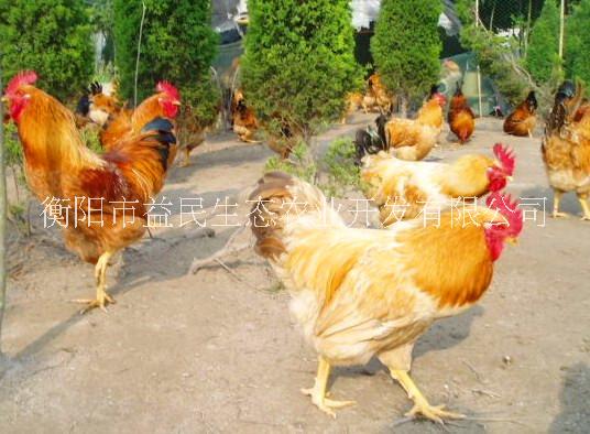 肉雞 長速快 投資風(fēng)險(xiǎn)小 快大型雞苗 快大型雞苗 快大黃 存活率高