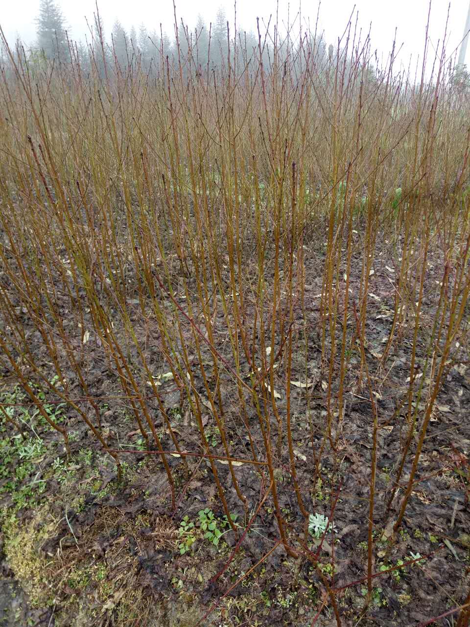 湖南炎陵黃桃苗基地 炎陵黃桃苗價(jià)格行情