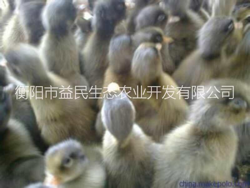 產(chǎn)蛋高 綠殼率高 蛋鴨苗 金錠鴨苗 綠殼蛋鴨苗 全國(guó)發(fā)貨