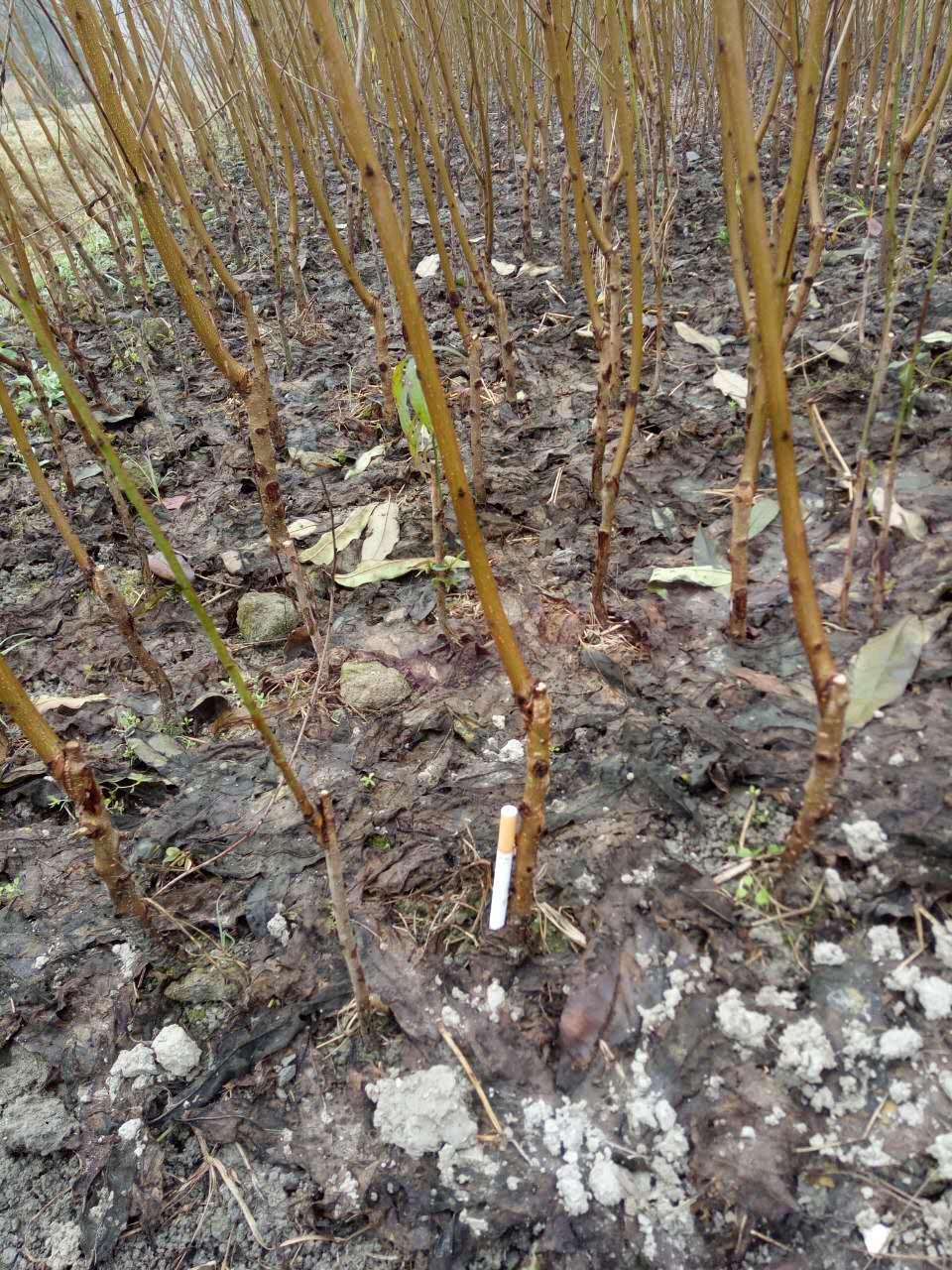 炎陵黃桃苗培育基地 2017年陵黃桃苗價(jià)格行情