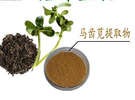馬齒莧提取物；馬齒莧多糖；馬齒莧粉