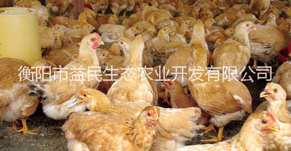 肉雞 長速快 投資風(fēng)險(xiǎn)小 快大型雞苗 快大型雞苗 快大黃 存活率高