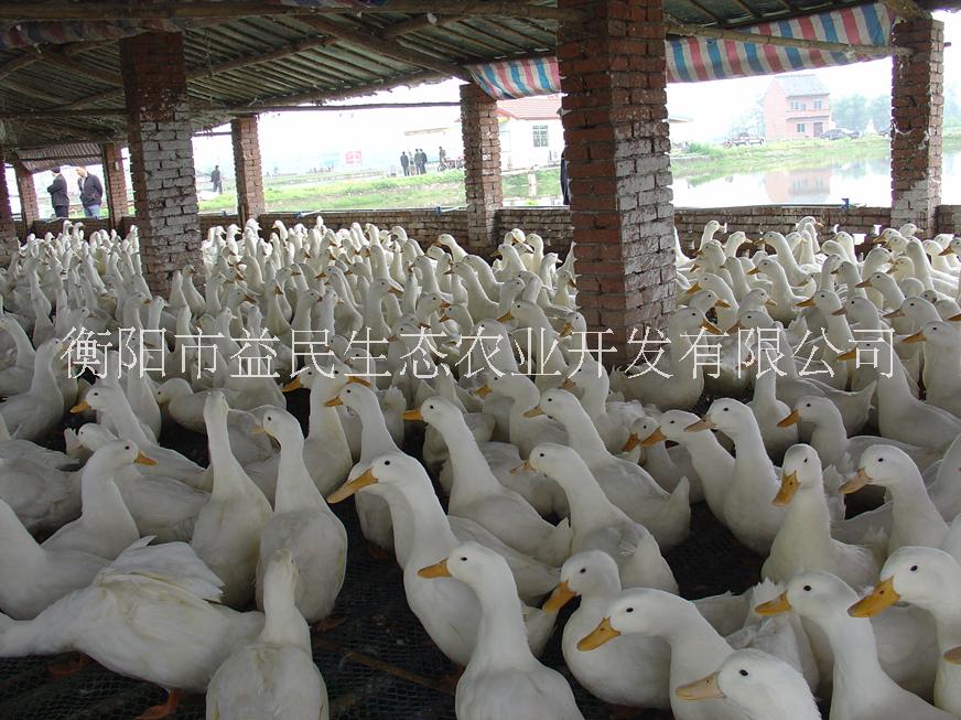 北京烤鴨 長速快 養(yǎng)殖風(fēng)險(xiǎn)小 提供技術(shù)指導(dǎo)  櫻桃谷鴨 混合苗 出殼苗
