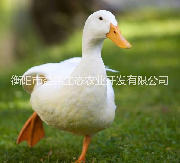 北京烤鴨 長速快 養(yǎng)殖風(fēng)險(xiǎn)小 提供技術(shù)指導(dǎo)  櫻桃谷鴨 混合苗 出殼苗