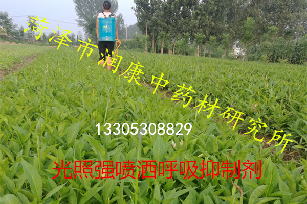*旱半夏種子、*旱半夏種球，外皮無損傷，無病蟲害、產(chǎn)量穩(wěn)定 *旱半夏種子