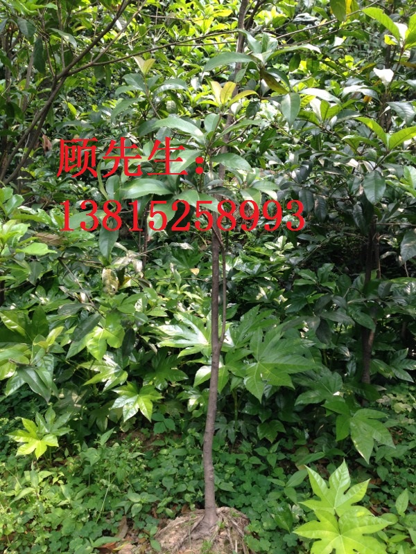 蘇州苗木市場、蘇州桂花、桂花樹、金桂、江蘇蘇州市花木、銀桂、丹桂