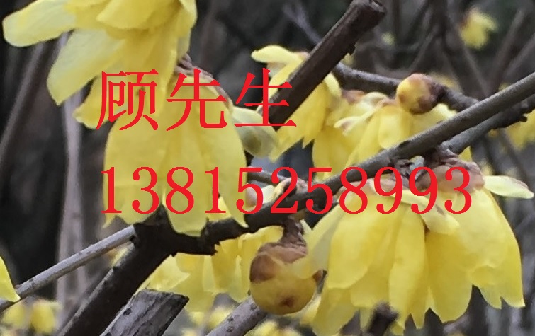 臘梅花樹、臘梅古樁、臘梅盆景、別墅綠化工程、蘇州光福花木苗木市場