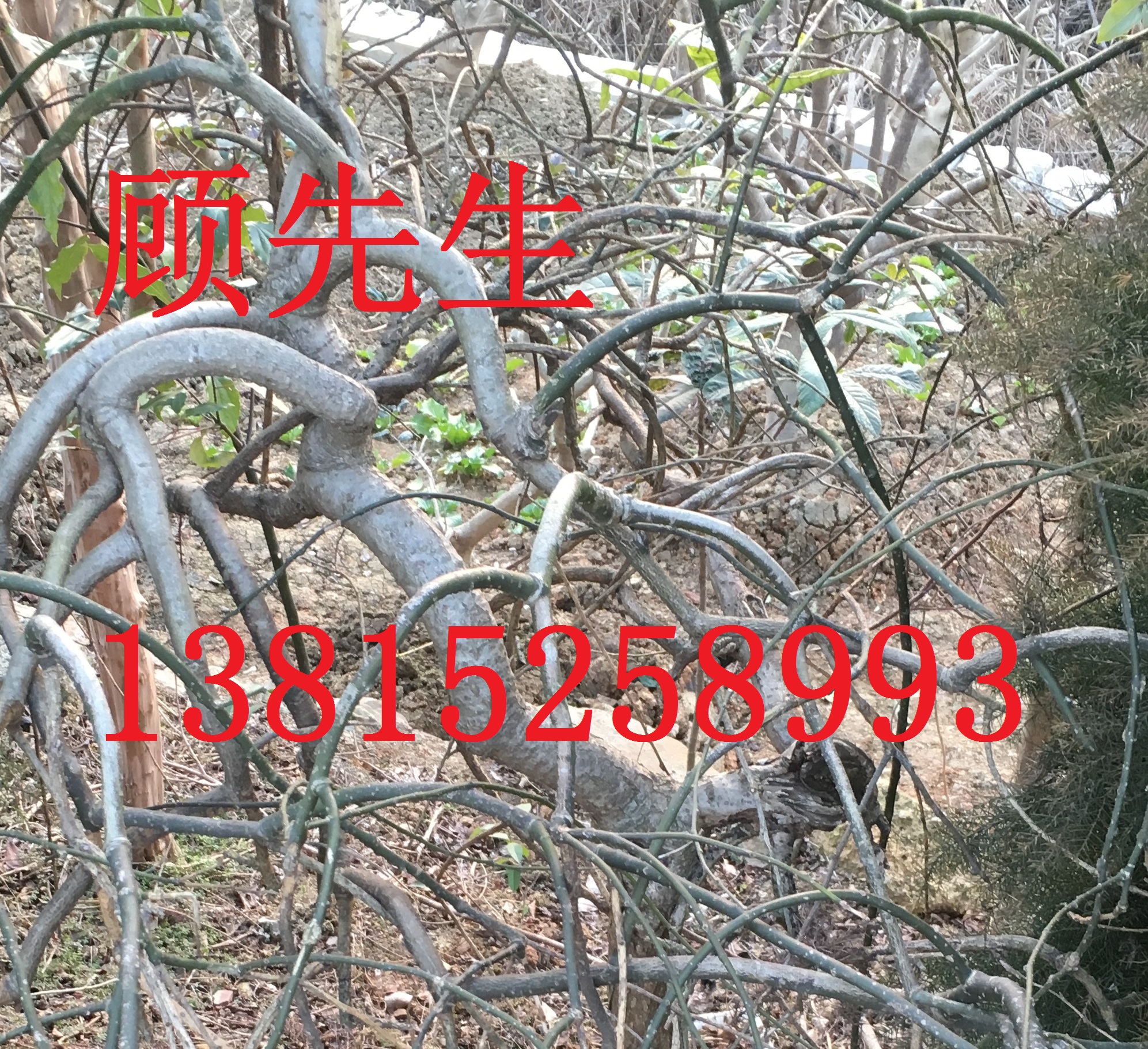 造型樹、造型龍柏、枸骨、女貞、鴻運果、蘇州苗木、光福苗圃、花木基地