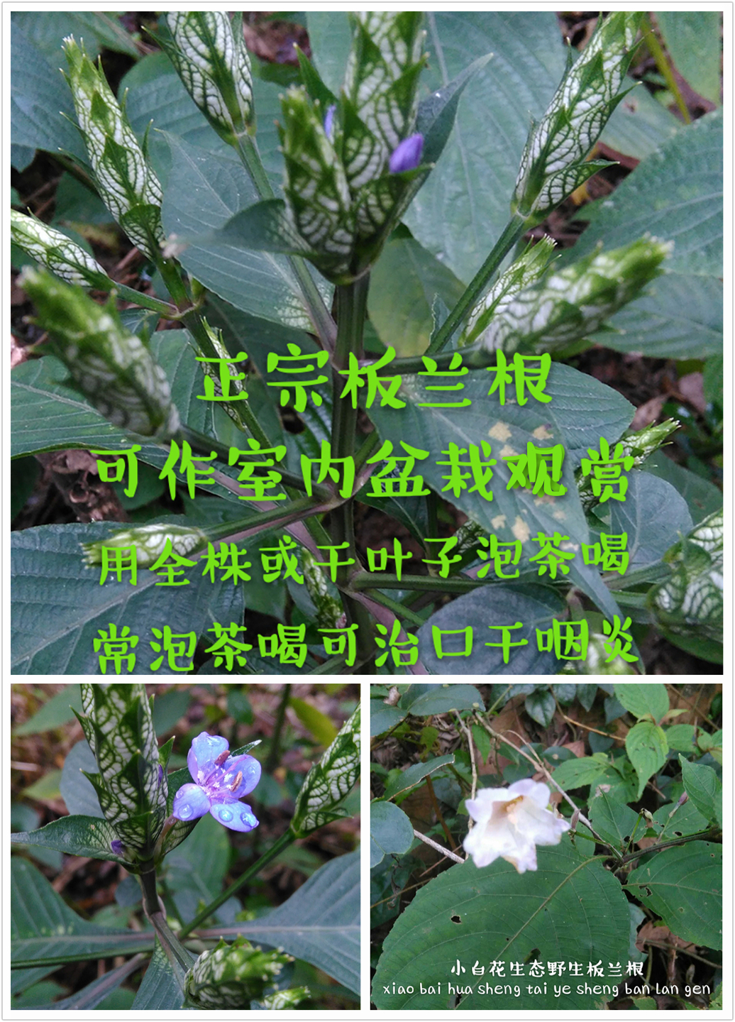 桂北林中生態(tài)特色花卉