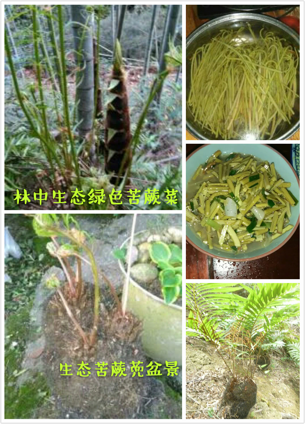 桂北林中生態(tài)特色花卉