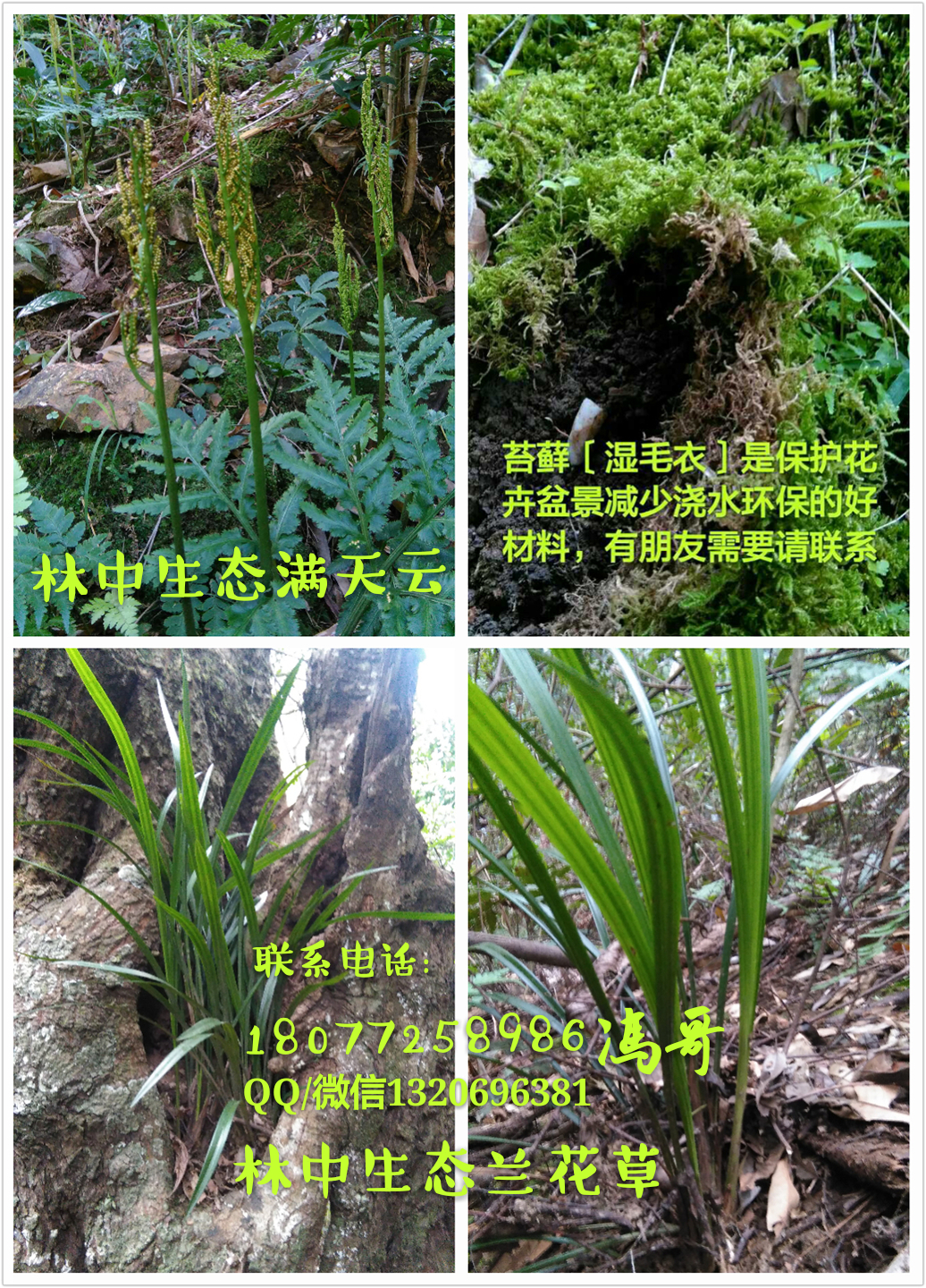桂北林中生態(tài)特色花卉