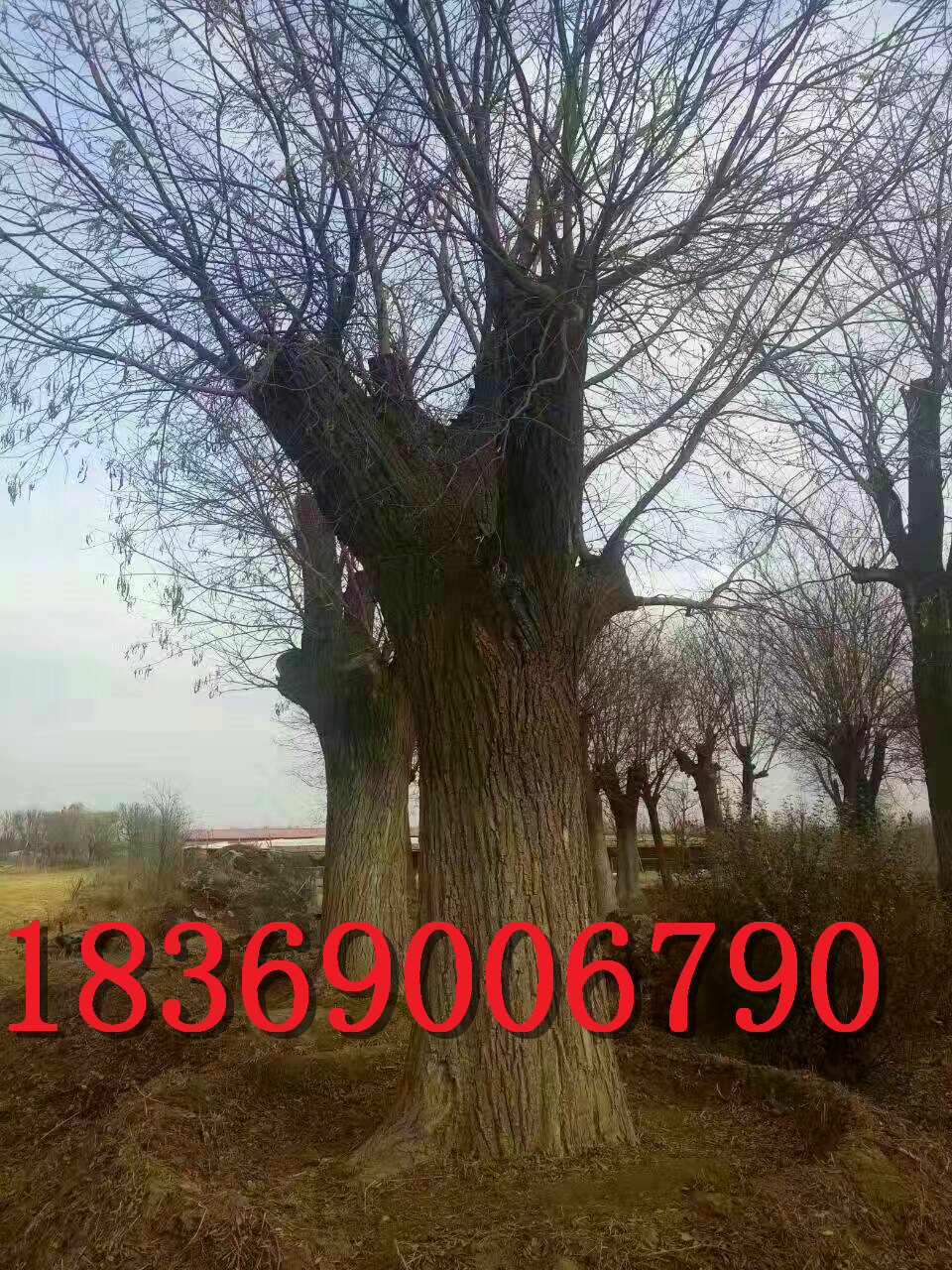 15公分國(guó)槐（土球全冠國(guó)槐）價(jià)格