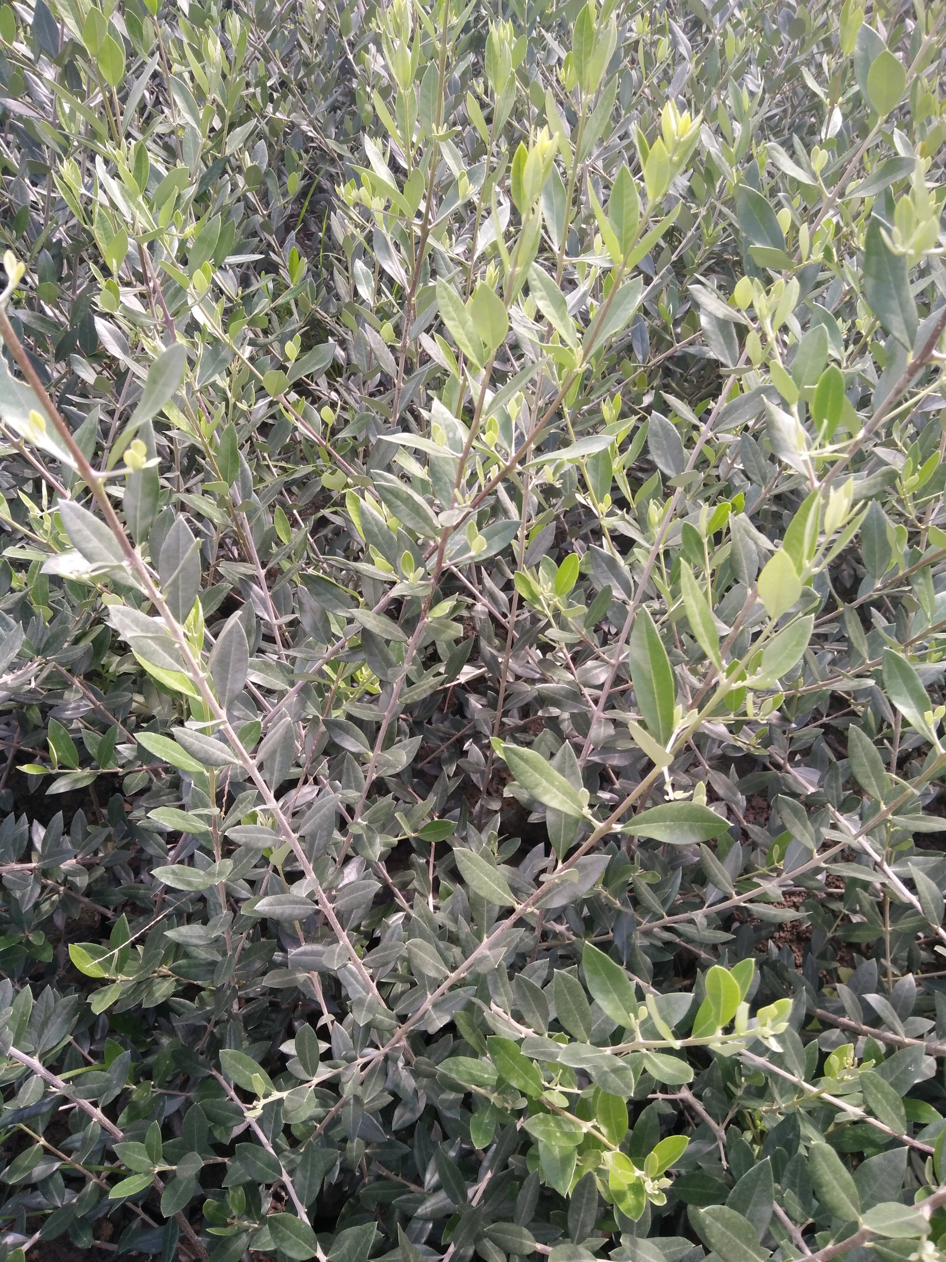 隴南油橄欖育苗基地