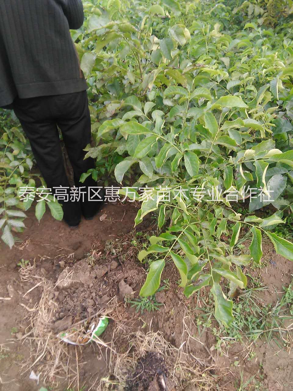 核桃苗，薄皮核桃苗，核桃嫁接苗批發(fā)，質量可靠，價格實惠 樹苗