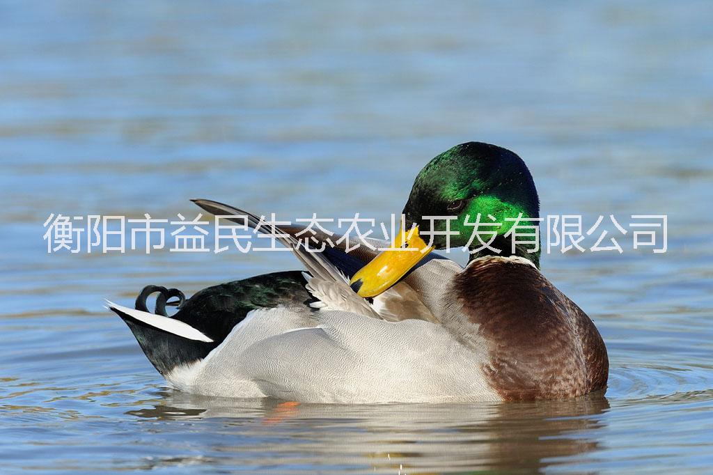 全國發(fā)貨 搞病性強(qiáng) 存活率高 綠頭*苗 公苗 母苗 混合苗