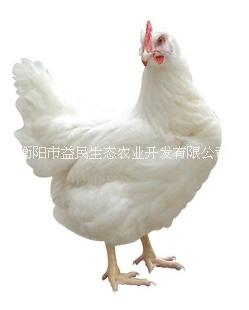 全國(guó)發(fā)貨 出殼必打疫苗 包路損 存活率高 羅曼蛋雞苗 產(chǎn)蛋高 廠家直銷