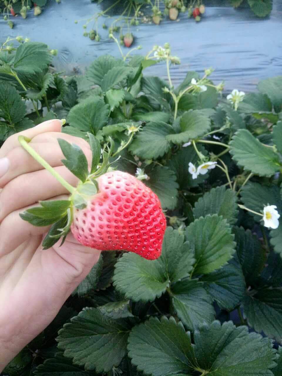 供應(yīng)草莓苗，脫毒草莓苗，大棚草莓苗，質(zhì)量可靠，純度保證