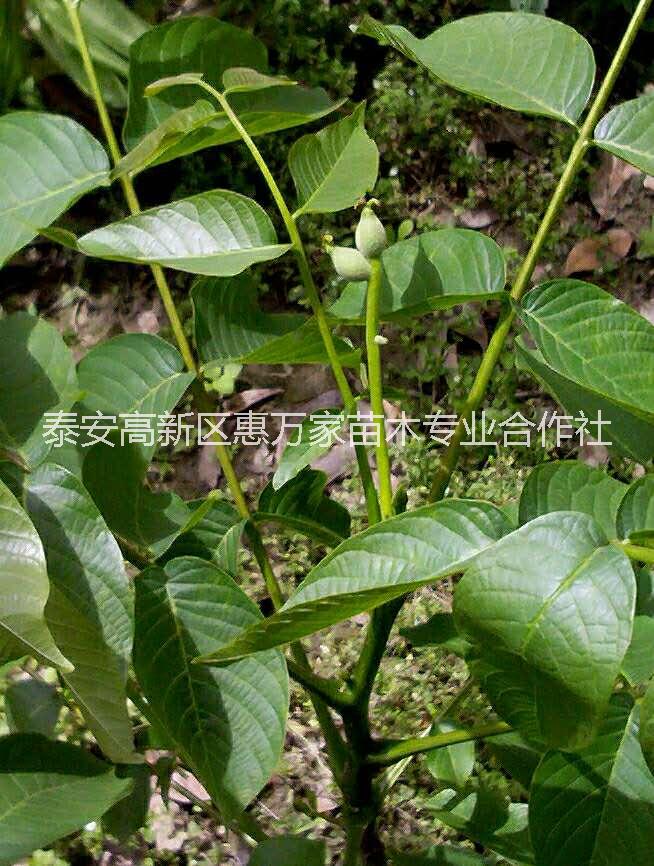 核桃苗，薄皮核桃苗，核桃嫁接苗批發(fā)，質量可靠，價格實惠 樹苗