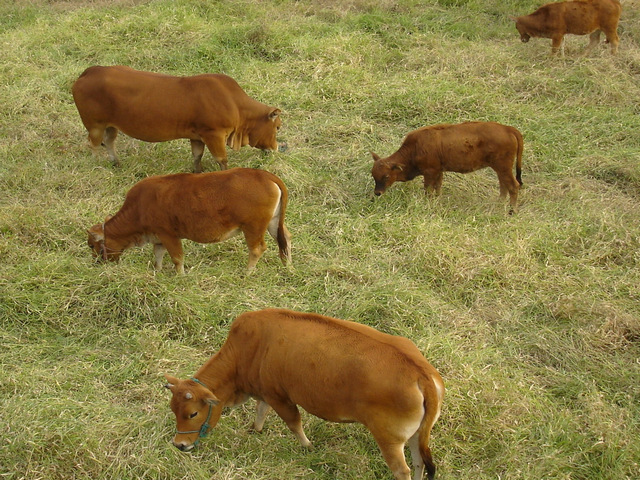 隱居山原生態(tài)黃牛