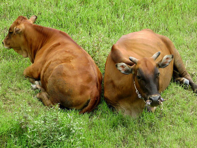 隱居山原生態(tài)黃牛