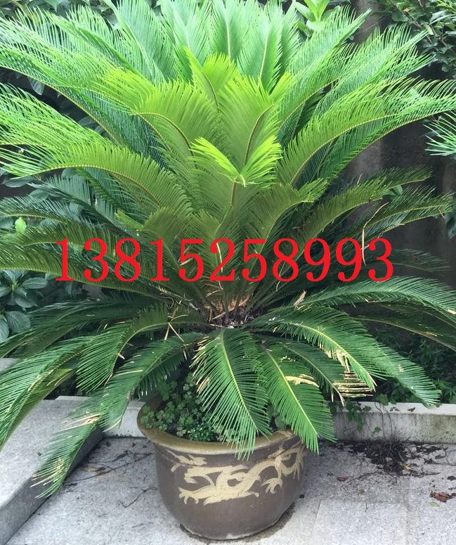 蘇州綠化苗木、蘇州綠化工程、蘇州苗木花木批發(fā)、景觀綠化設(shè)計(jì)施工、別墅果樹(shù)苗木