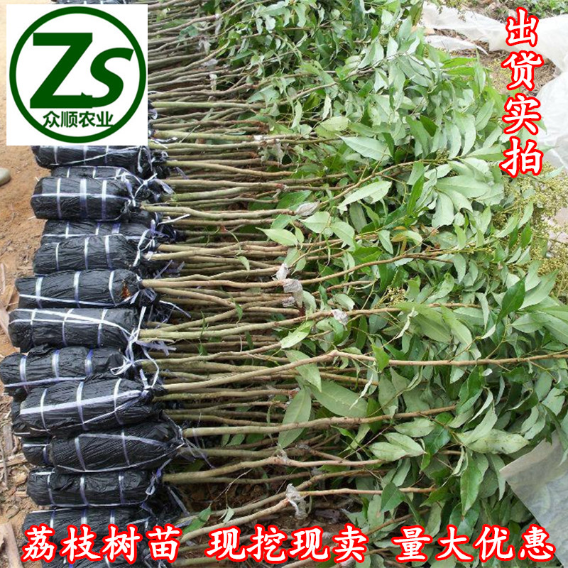 荔枝樹苗 桂味 妃子笑 嫁接果苗 眾順農業(yè)