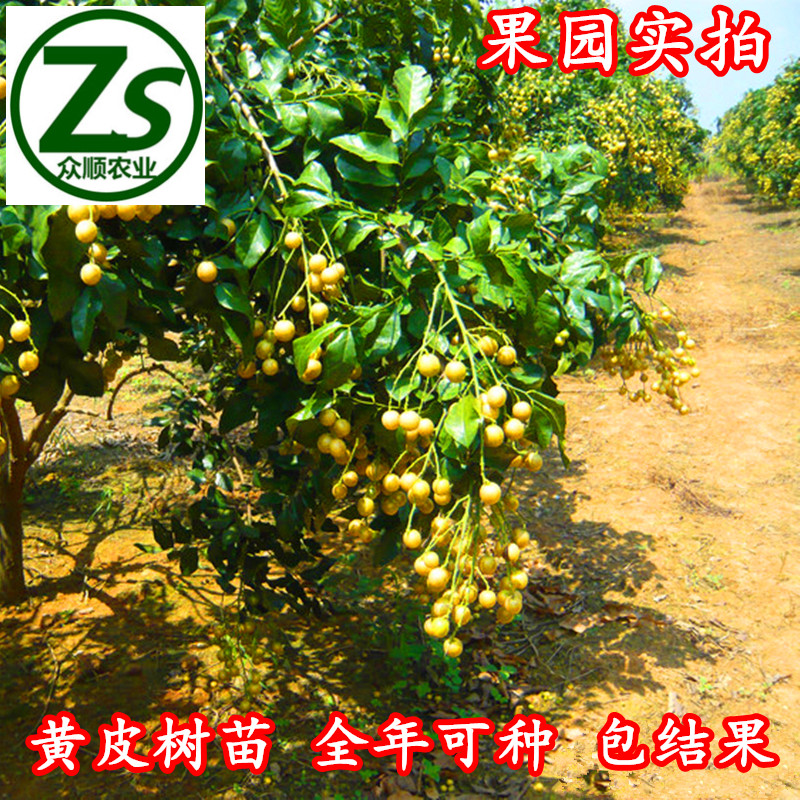 黃皮樹苗 大雞心黃皮 無核黃皮