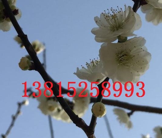 蘇州梅花樹(shù)樁、庭院景觀設(shè)計(jì)、蘇州梅花苗圃、蘇州市綠化苗木、光福香雪梅花園