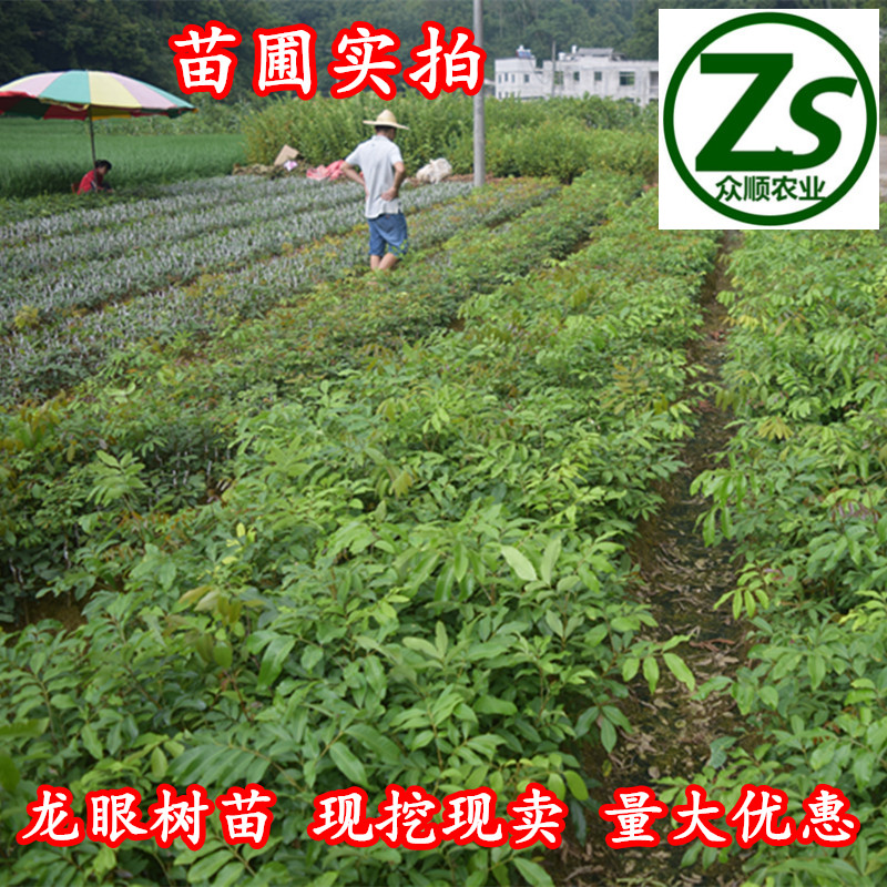龍眼樹苗 嫁接龍眼石峽 儲良 眾順農(nóng)業(yè) 龍眼樹苗 石峽 儲良